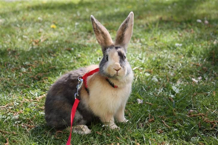 Kanin Sofiagaarden's Speed Ball  |  KLUBMESTER 2011 - Smukkere end smuk! :) billede 9