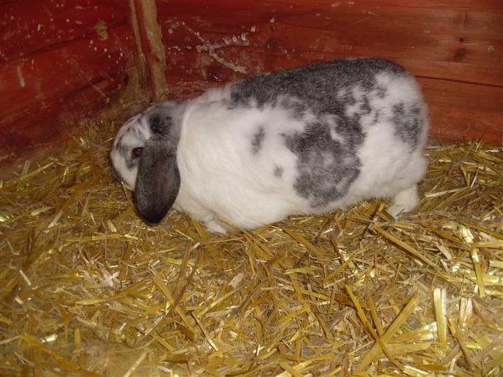 Kanin Tutter - Yes! Vi ved godt vores Kanin er MEGET Tyk! Men Sådan er han altså bare! billede 3