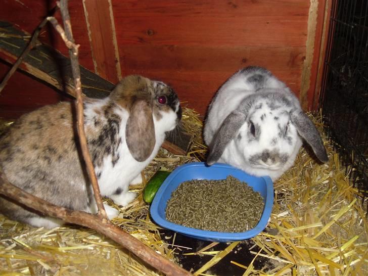 Kanin Tutter - Spise tid med Cookie billede 4