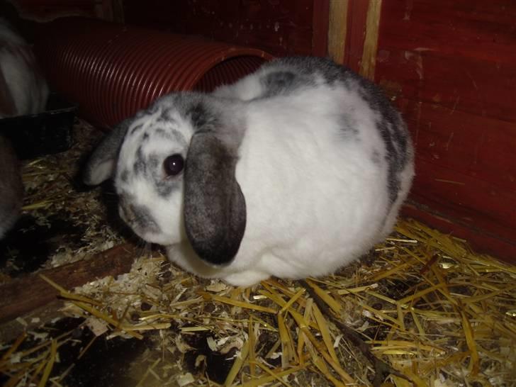 Kanin Tutter billede 5