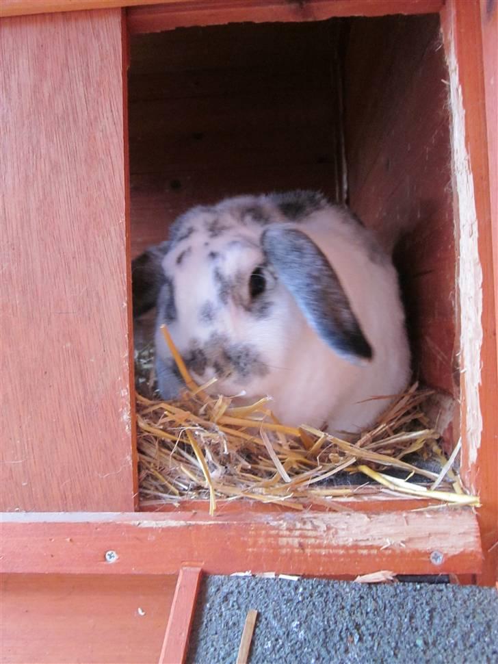 Kanin Tutter billede 7