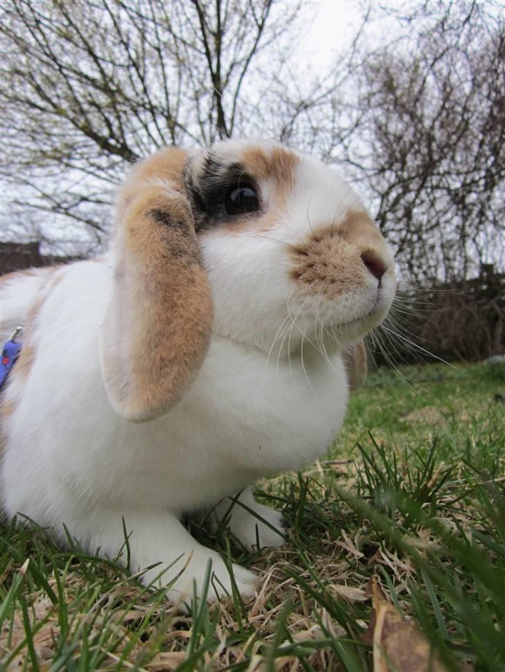 Kanin Liv billede 3