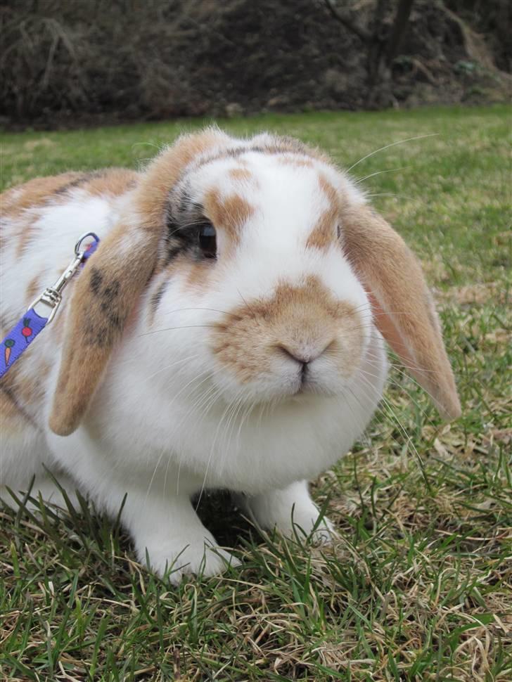 Kanin Liv billede 4