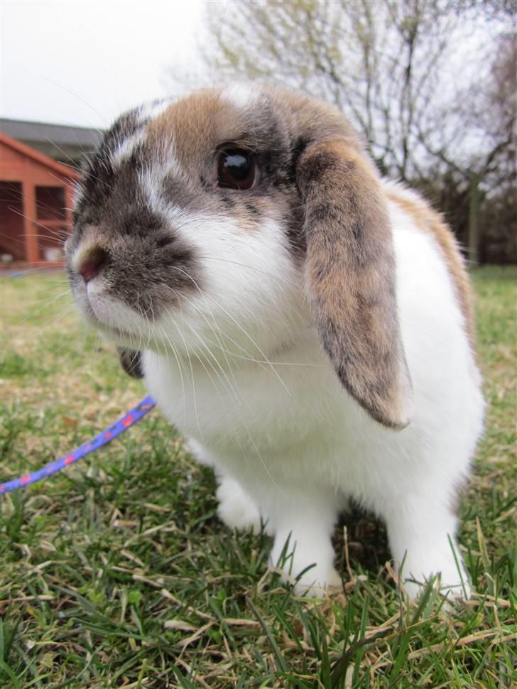 Kanin Cookie billede 1