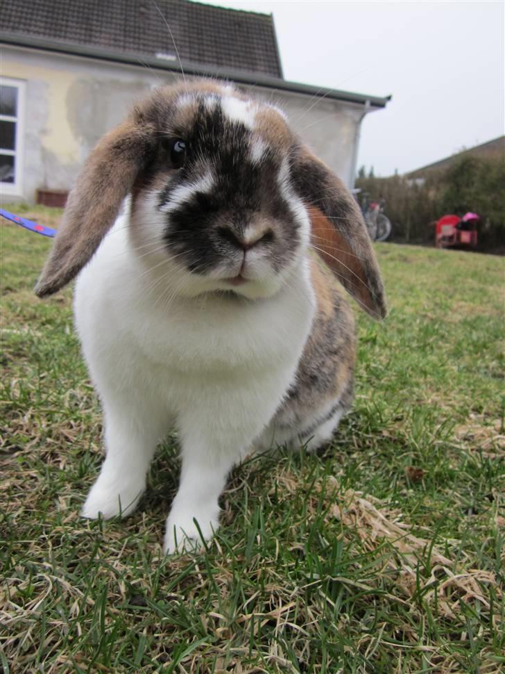 Kanin Cookie billede 2