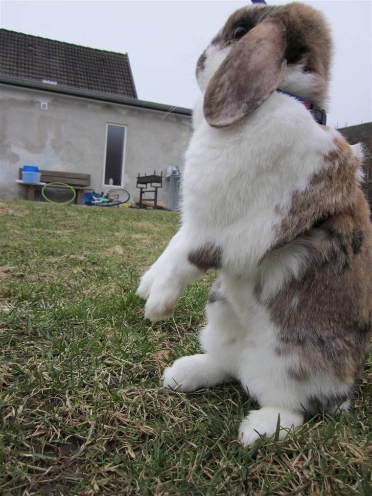 Kanin Cookie billede 3