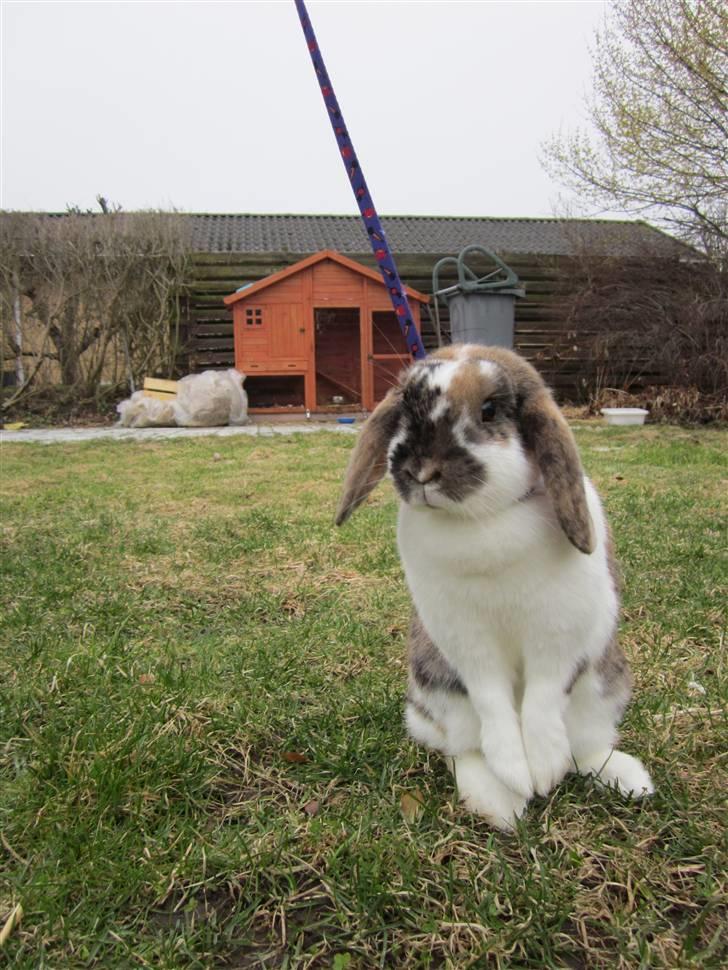 Kanin Cookie billede 4