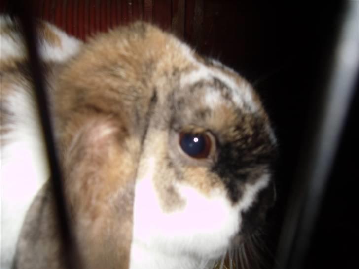 Kanin Cookie billede 5