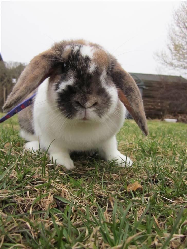 Kanin Cookie billede 6