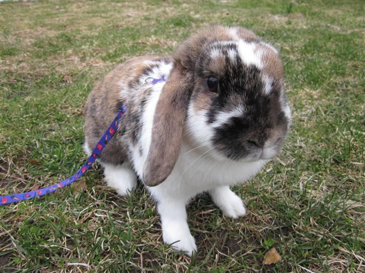 Kanin Cookie billede 7