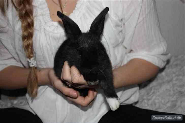 Kanin Sofiagaardens Rubber ball - Billedet er taget af Maria Holm! billede 7