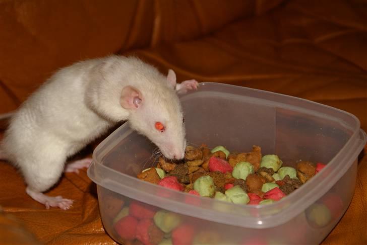 Tamrotte Prima Rats' Kahlua <3 billede 12