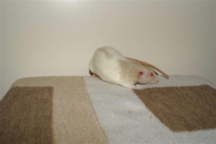 Tamrotte Prima Rats' Kahlua <3 billede 13