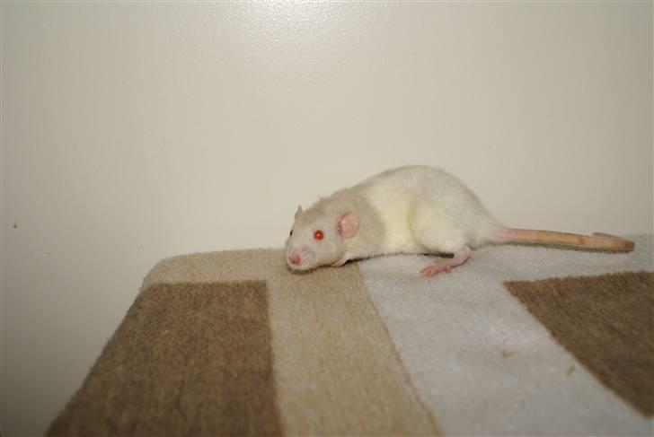 Tamrotte Prima Rats' Kahlua <3 billede 14