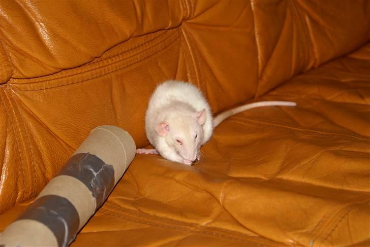 Tamrotte Prima Rats' Kahlua <3 billede 15