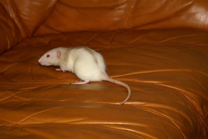 Tamrotte Prima Rats' Tullamore <3 billede 14