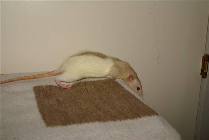 Tamrotte Prima Rats' Tullamore <3 billede 15