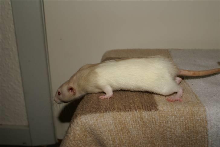 Tamrotte Prima Rats' Tullamore <3 billede 16