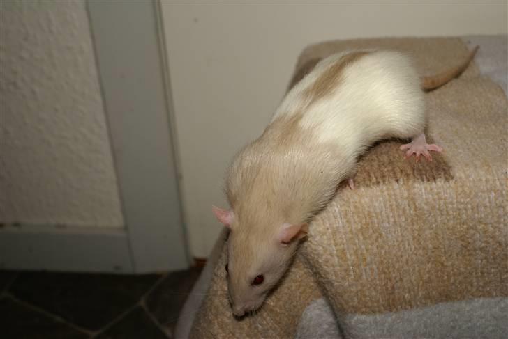 Tamrotte Prima Rats' Tullamore <3 billede 17