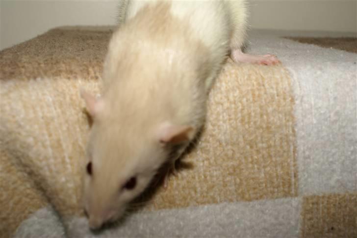 Tamrotte Prima Rats' Tullamore <3 billede 18