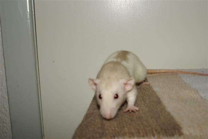 Tamrotte Prima Rats' Tullamore <3 billede 19