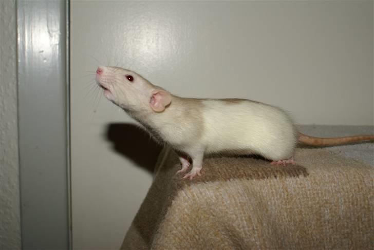 Tamrotte Prima Rats' Tullamore <3 billede 20