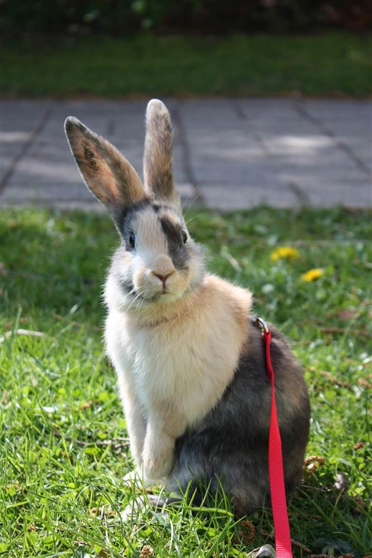 Kanin Sofiagaarden's Speed Ball  |  KLUBMESTER 2011 - Sofiagaardens Speed Ball <3<3 billede 10