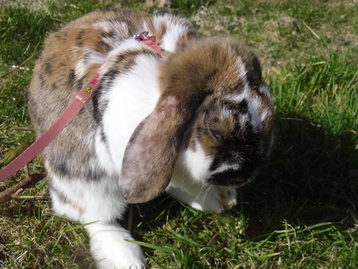 Kanin Cookie billede 8