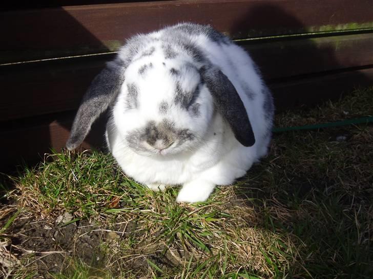 Kanin Tutter billede 10