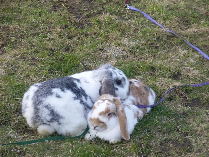 Kanin Tutter billede 11