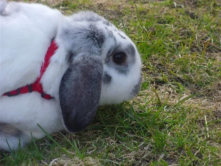 Kanin Tutter billede 12