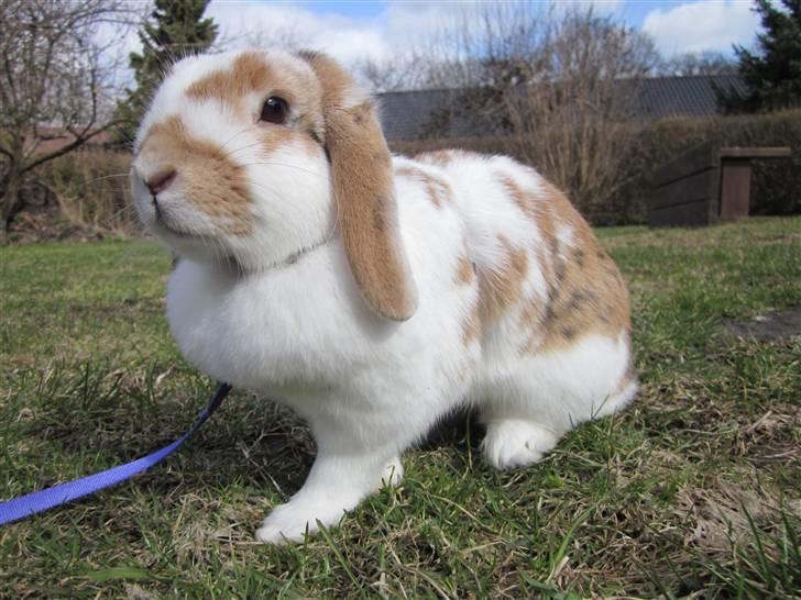 Kanin Liv billede 9