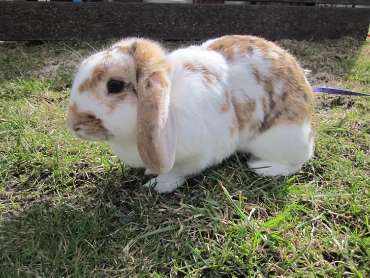 Kanin Liv billede 10