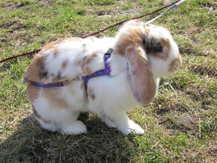 Kanin Liv billede 11