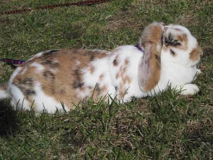 Kanin Liv billede 12