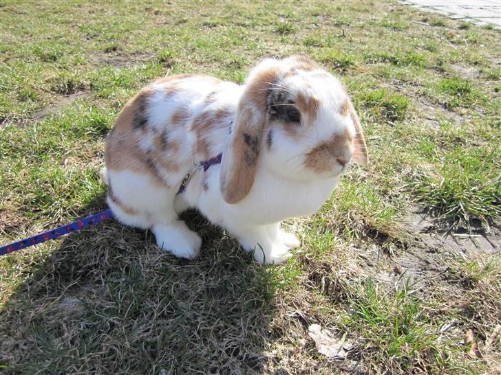 Kanin Liv billede 13