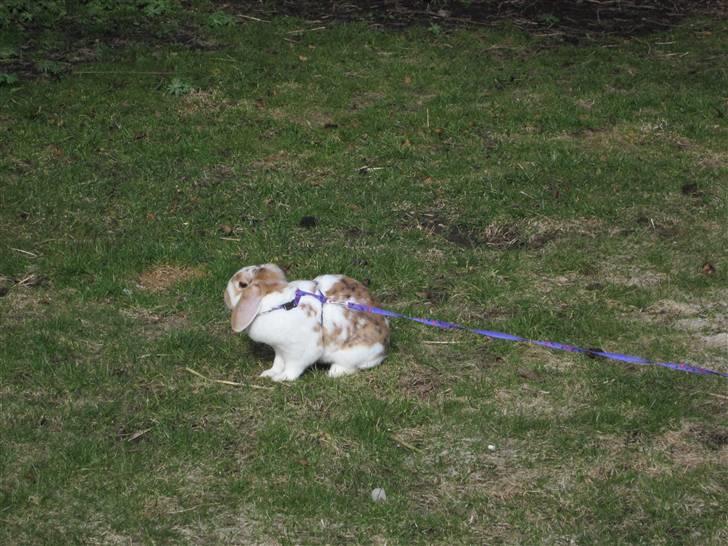 Kanin Liv billede 14