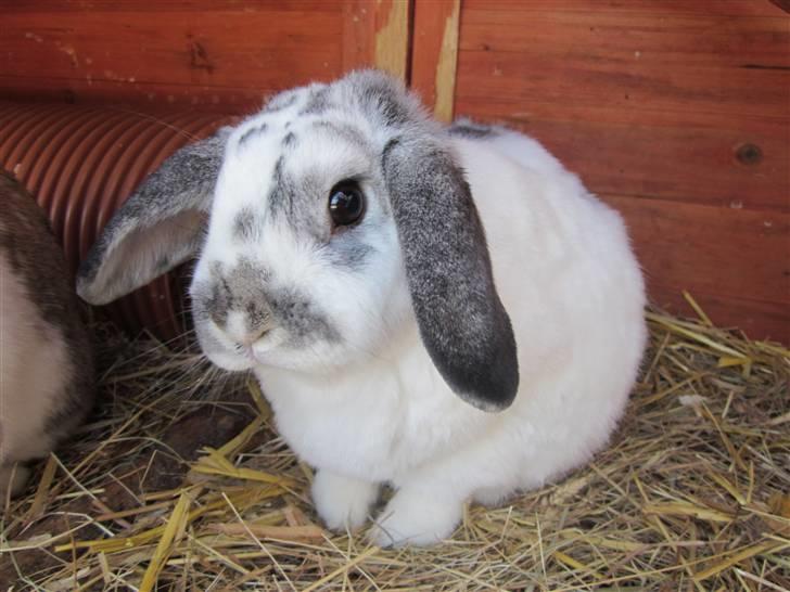 Kanin Tutter billede 13