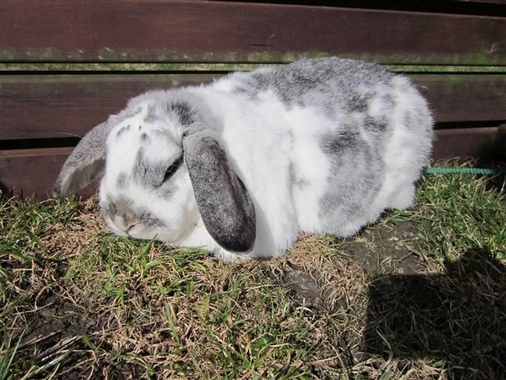Kanin Tutter billede 14