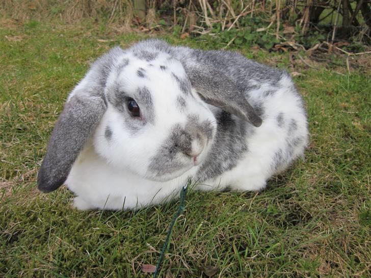 Kanin Tutter billede 16