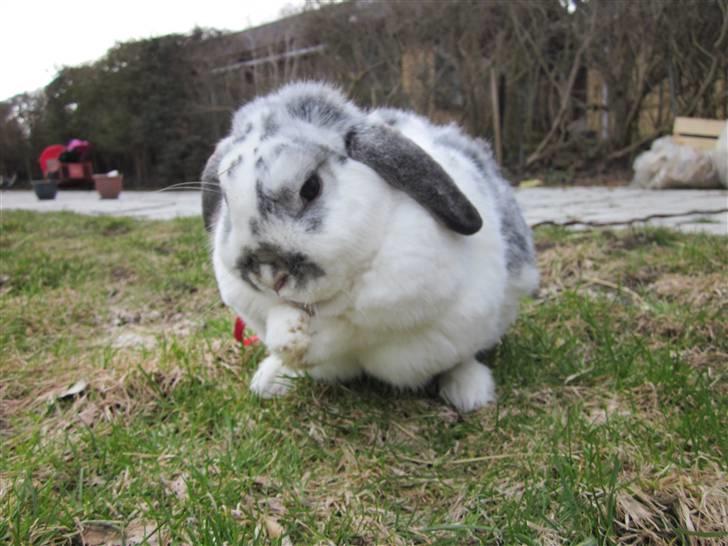 Kanin Tutter billede 18