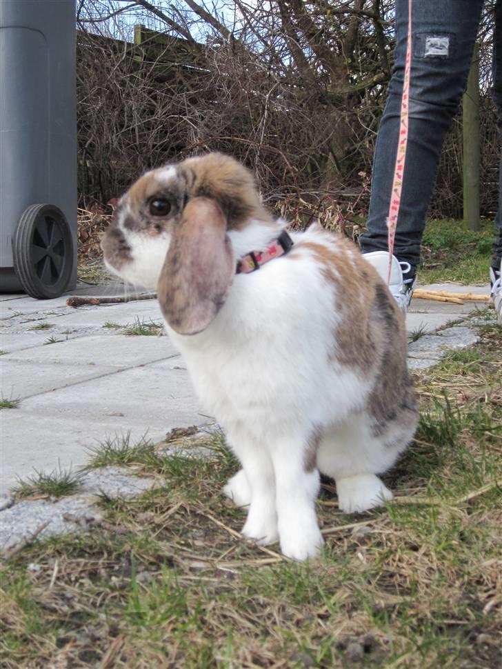 Kanin Cookie billede 9