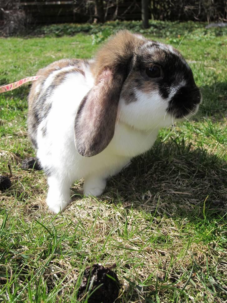 Kanin Cookie billede 10