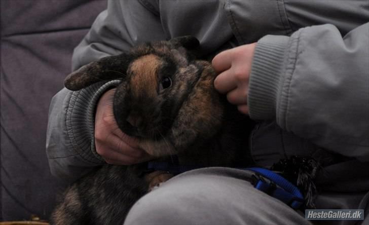 Kanin Bambino junior R.I.P billede 1