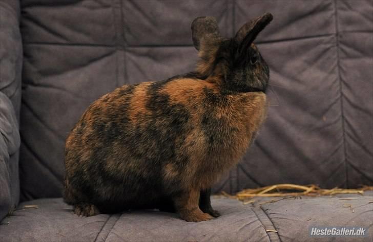 Kanin Bambino junior R.I.P billede 2