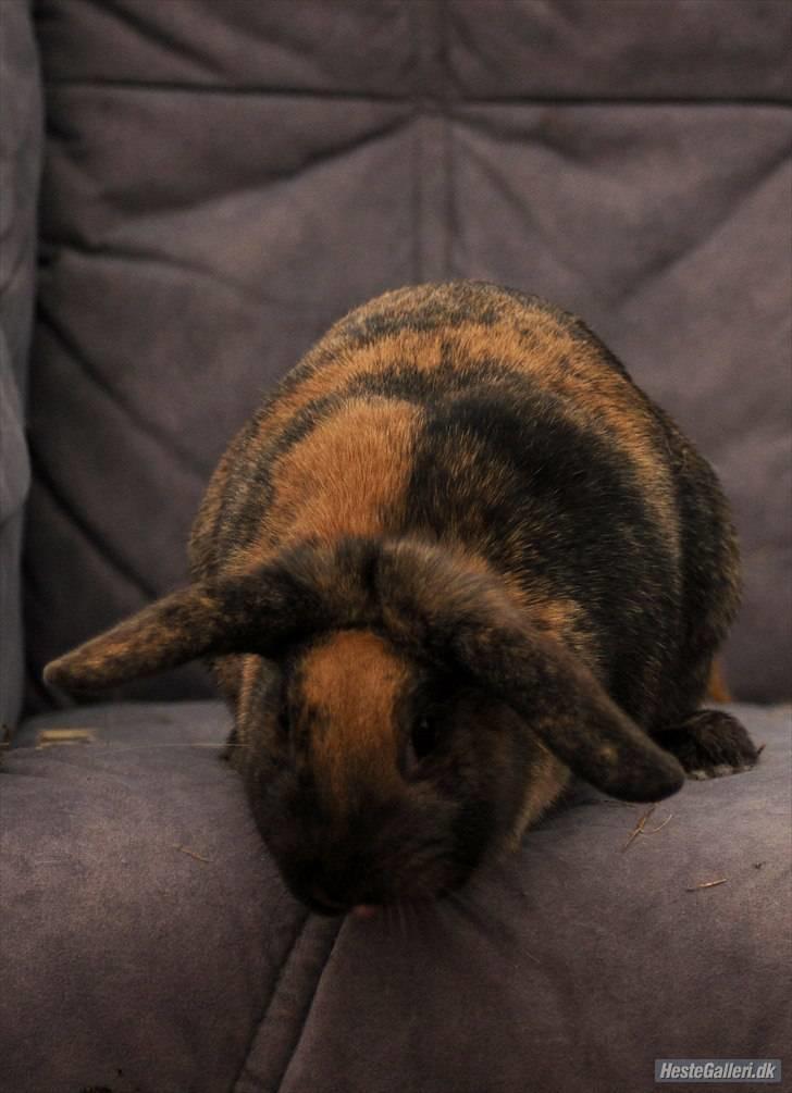 Kanin Bambino junior R.I.P billede 3