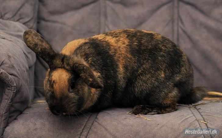 Kanin Bambino junior R.I.P billede 4