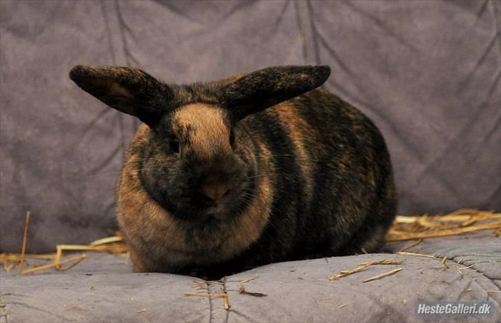 Kanin Bambino junior R.I.P billede 5