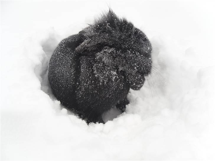 Kanin Soeky billede 9