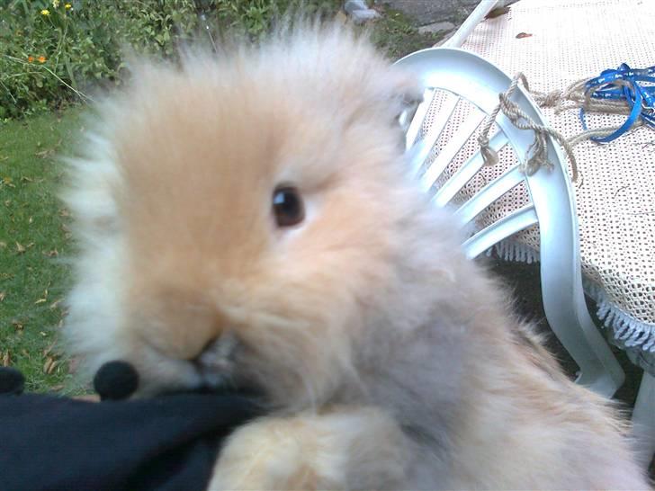 Kanin mentos billede 1